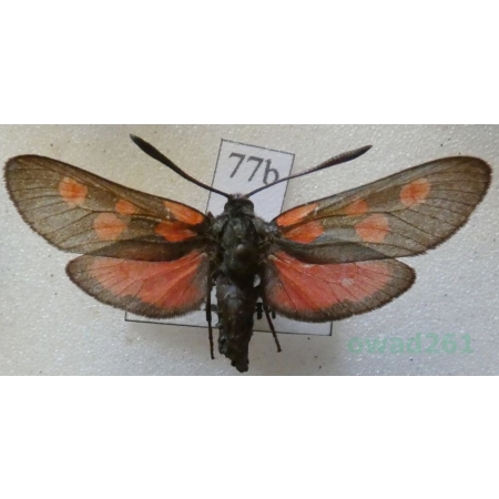 Zygaena trifolii (Esper, 1783) Kraśnik pięcioplamek Czech77b